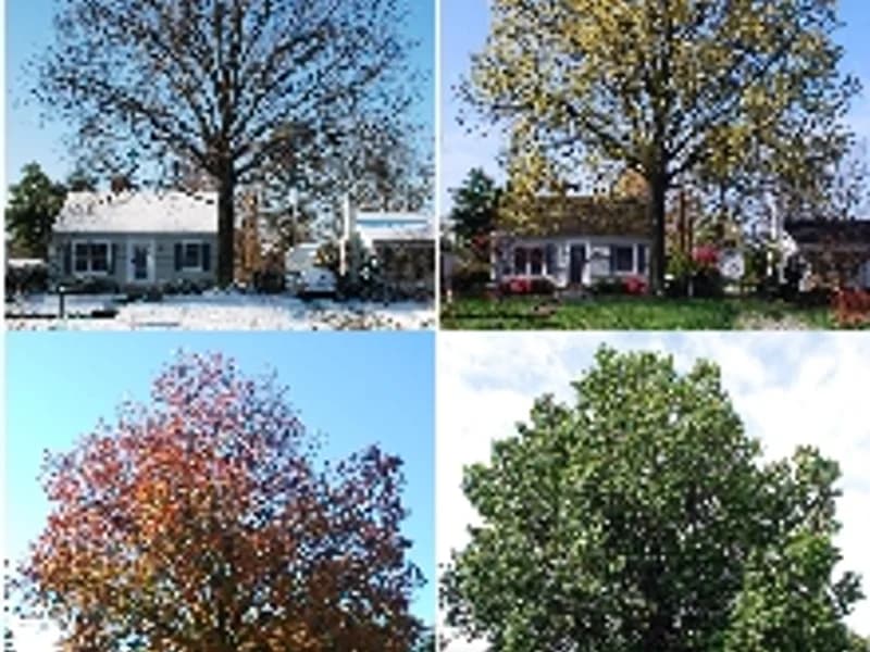 Pin Oak