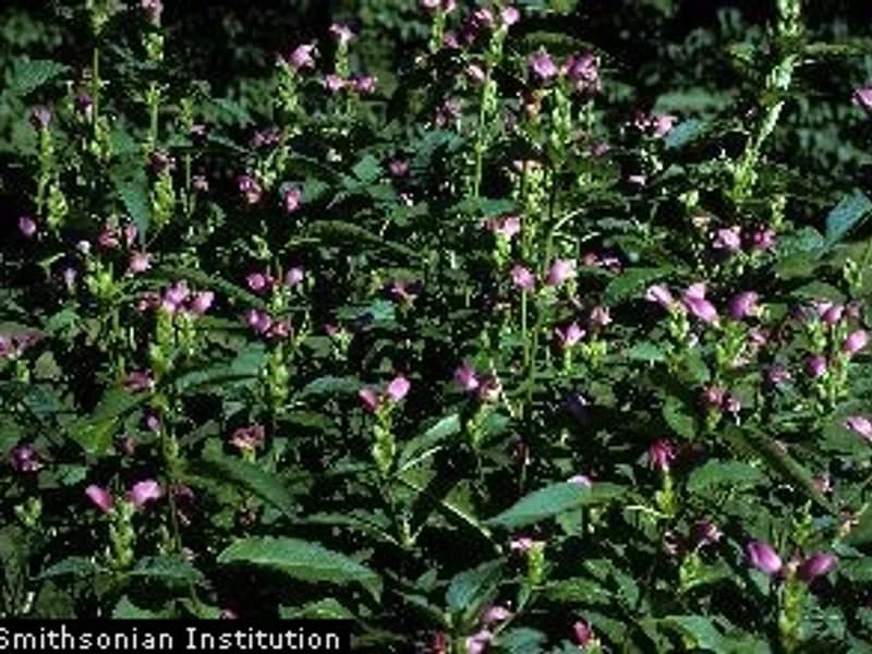 Pink Turtlehead