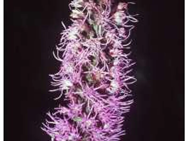 Prairie Blazingstar