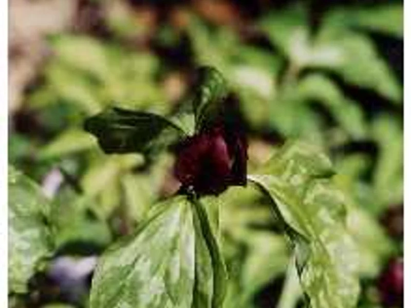 Prairie Trillium