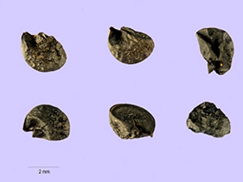 Purple de Lautrec Shallot