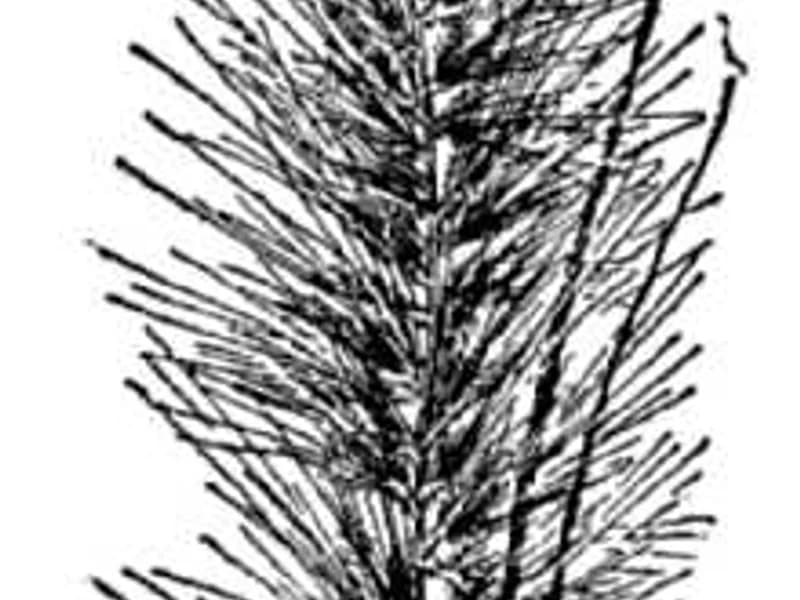 Purple Fountain Grass