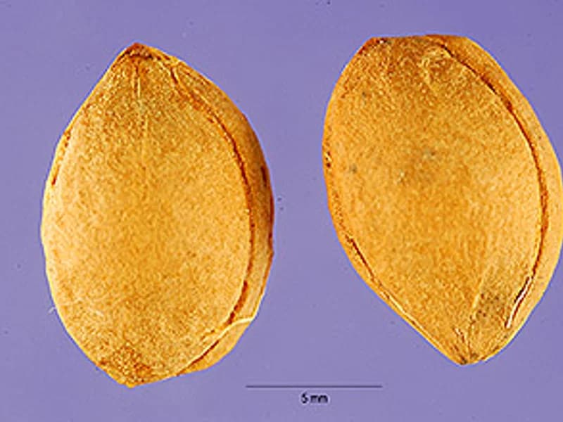 Purple Leaf Plum