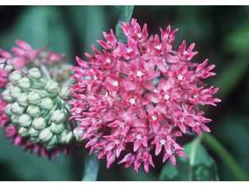 Purple Milkweed
