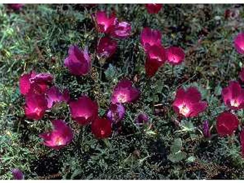 Purple Poppy Mallow