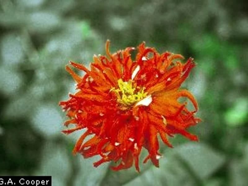 Queeny Red Lime