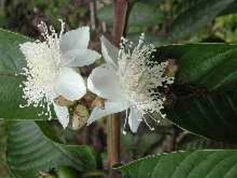 Red Malaysian Guava