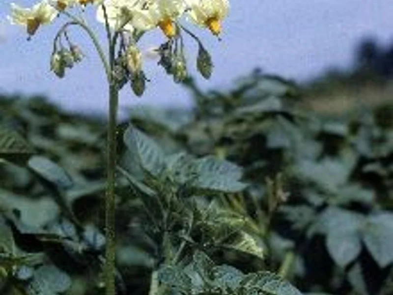 Red Norland Potato