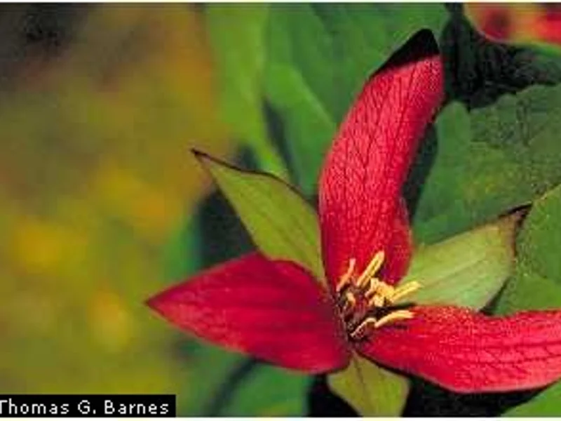 Red Trillium