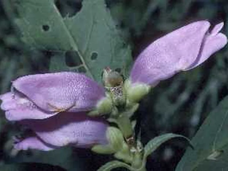 Red Turtlehead