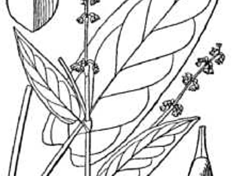 Red Veined Sorrel