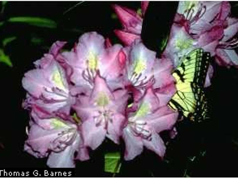 Rhododendron Catawbiense
