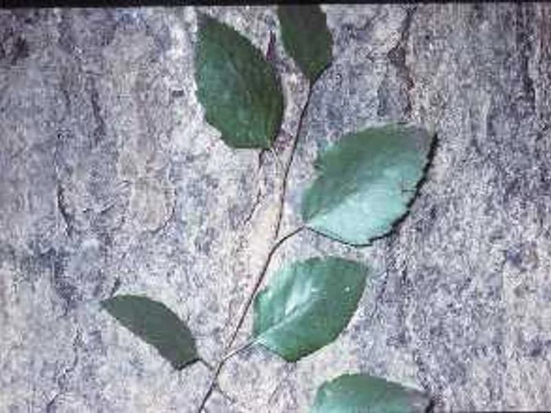 River Birch Heritage