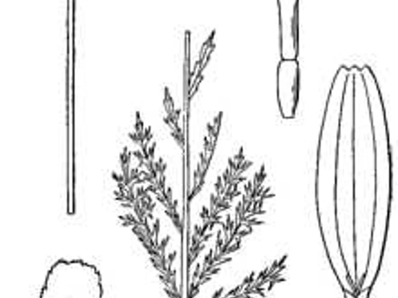 Roman Chamomile