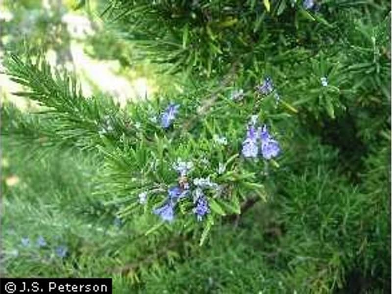 Rosemary