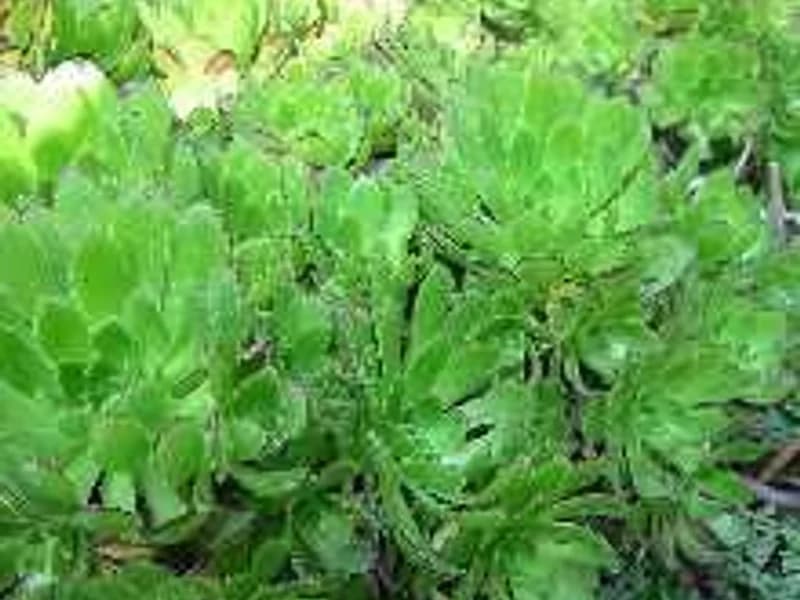 Rosette Succulent