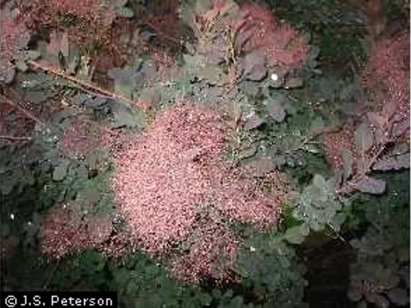 Royal Purple Smoke Tree