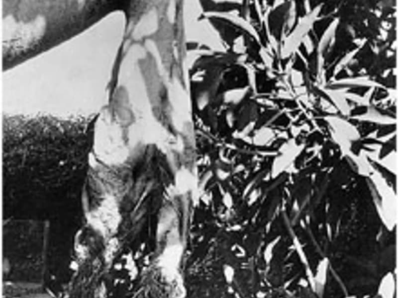 Rubber Tree