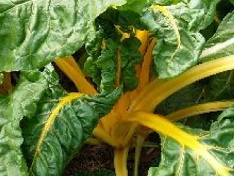 Ruby Red or Rhubarb Chard