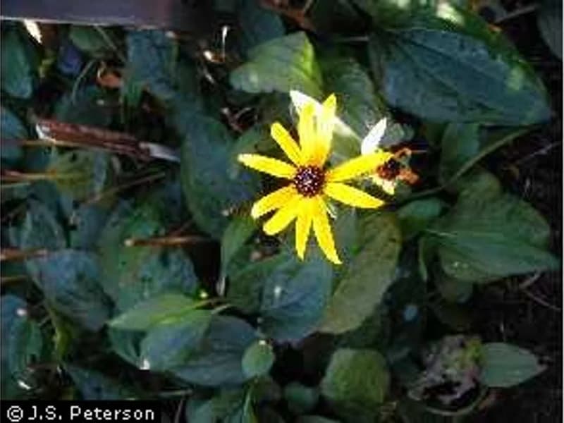 Rudbeckia Goldstrum
