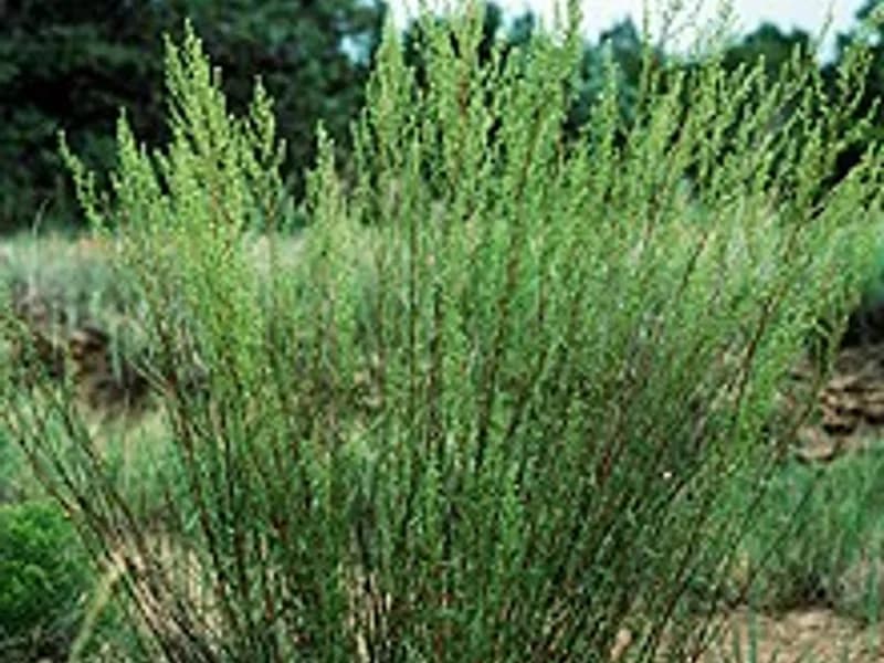 Russian Tarragon