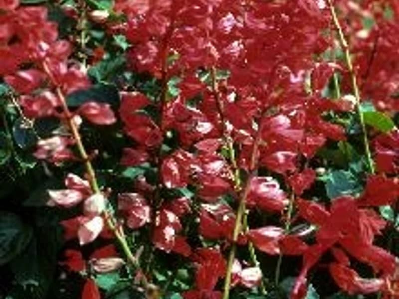 Salvia Splendens Red Hot Sally