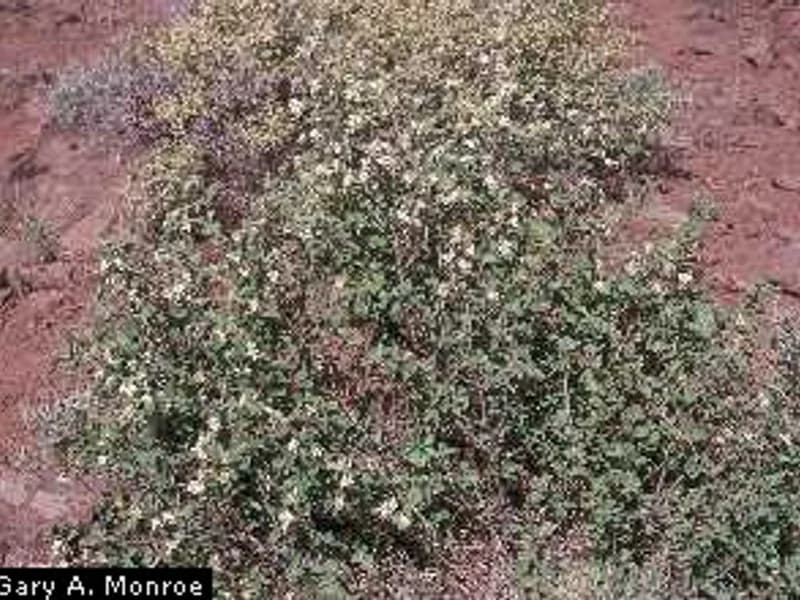 Saskatoon Berry (Serviceberry)