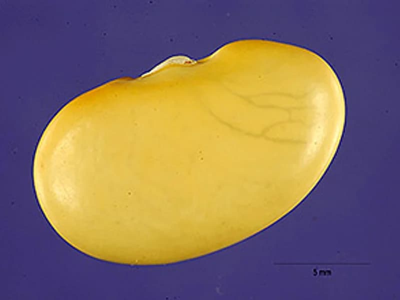Scarlet Runner Bean