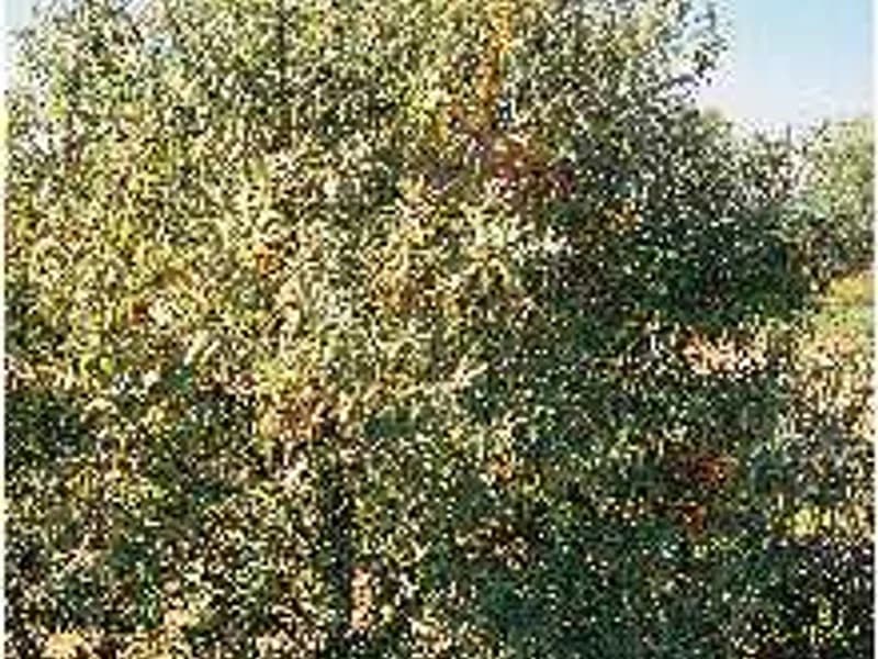 Sea Buckthorn