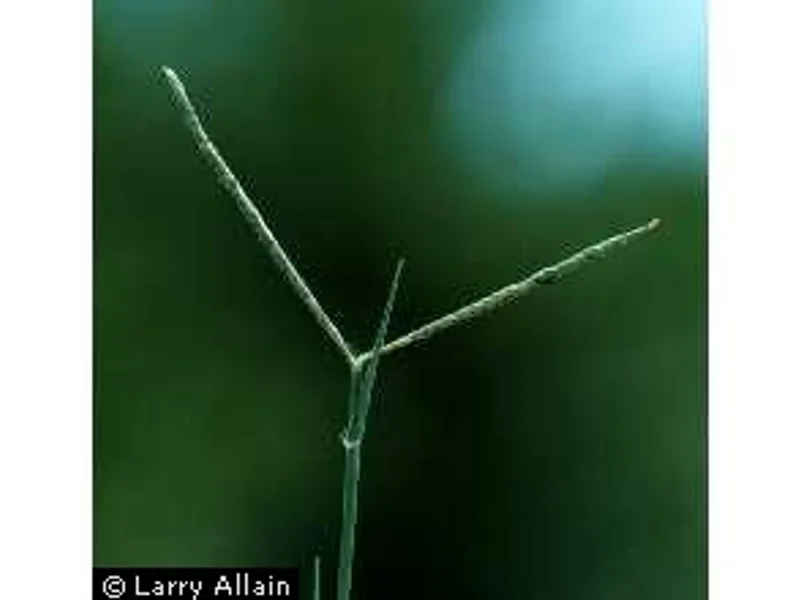 Seashore Paspalum