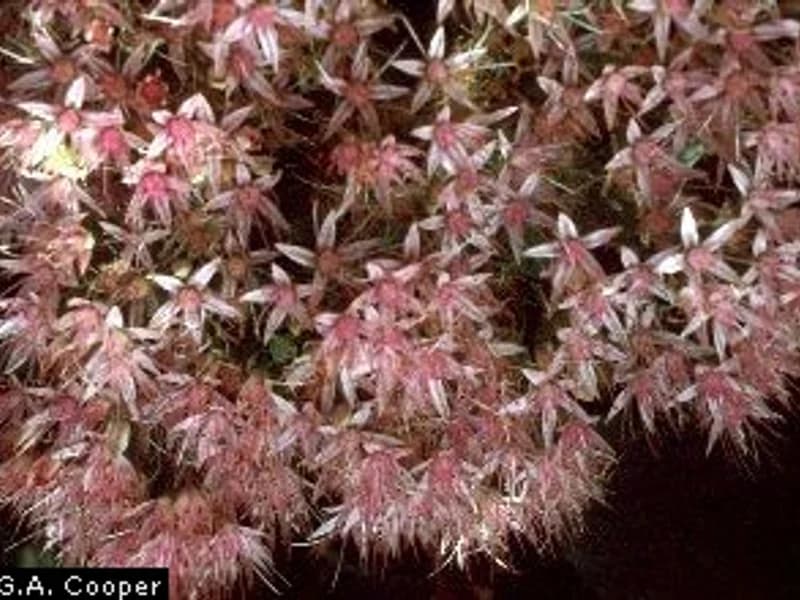 Sedum 'Dragon's Blood'