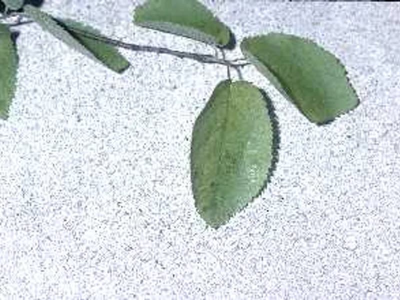 Serviceberry