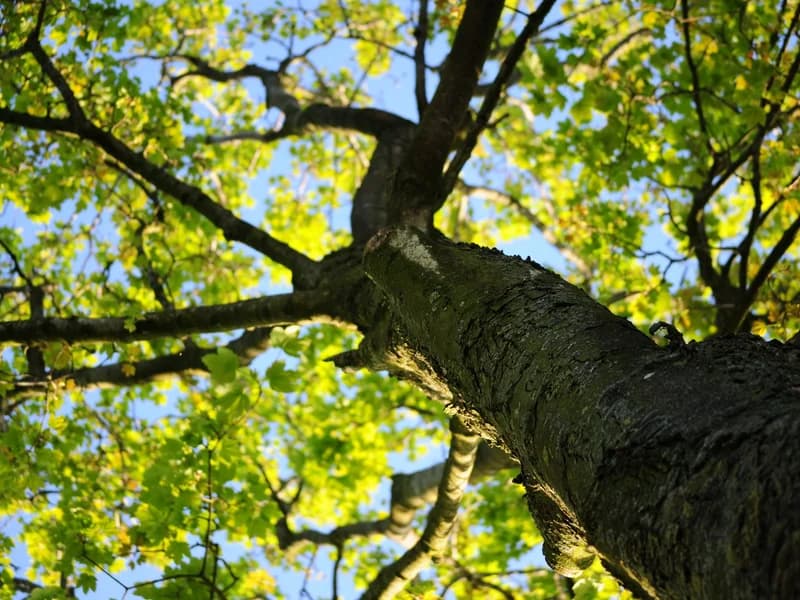 Shade Tree