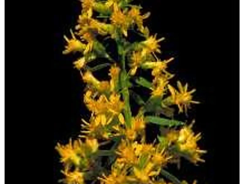 Showy Goldenrod