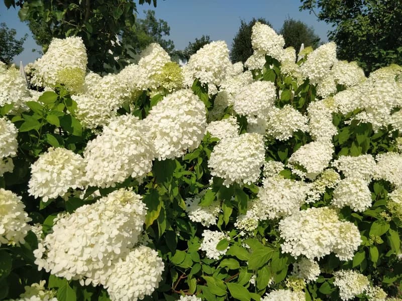 Shrub