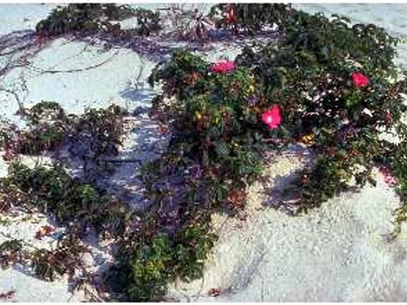 Shrub Rose - Rugosa Rose
