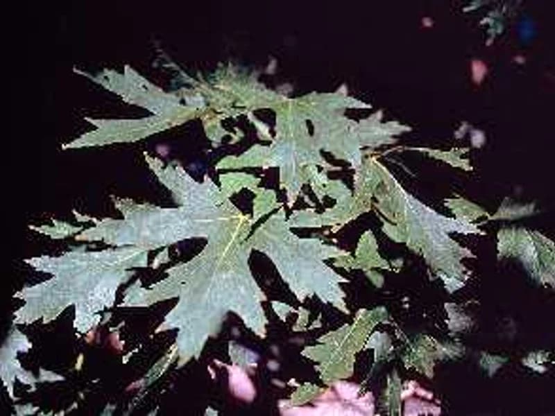 Silver Maple