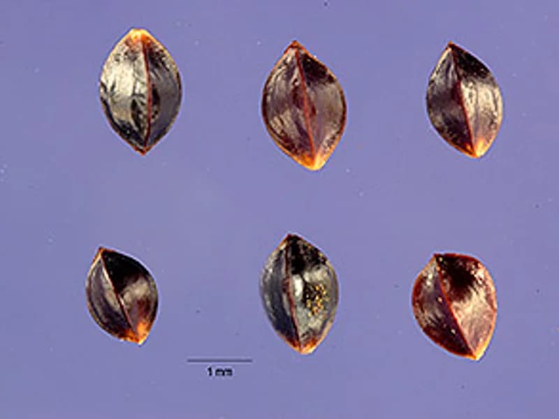 Sorrel