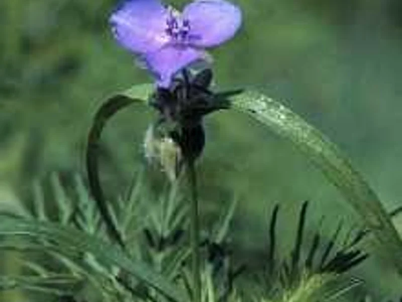 Spiderwort