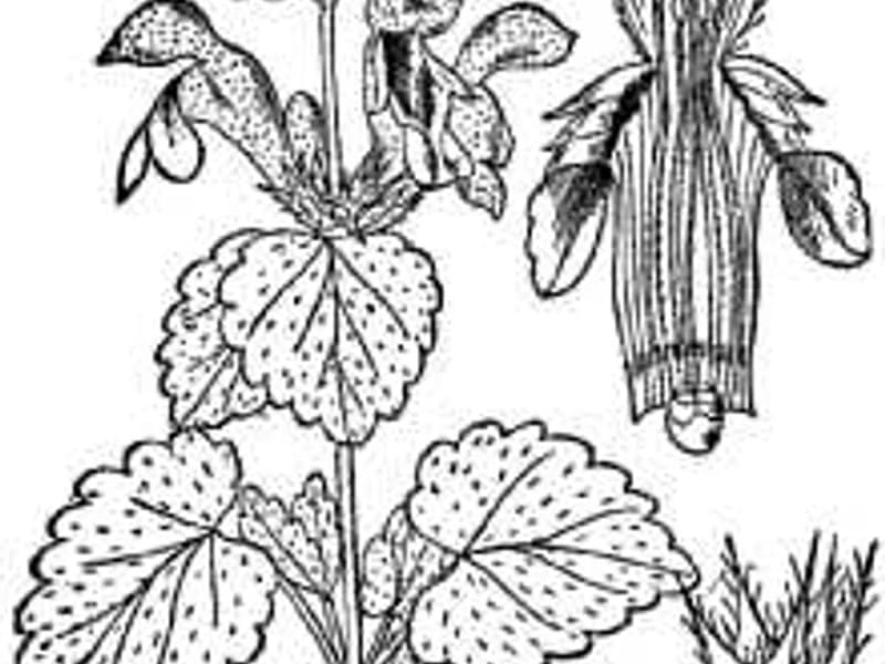 Spotted Deadnettle