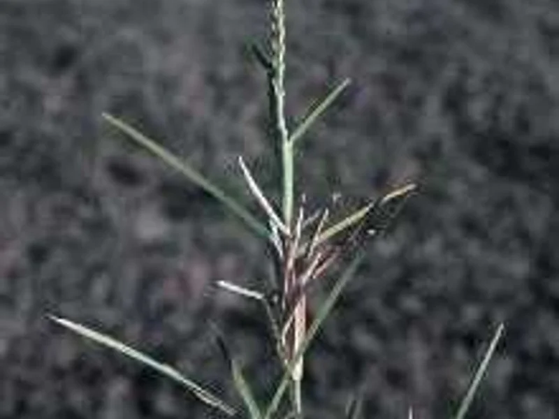 St. Augustine Grass