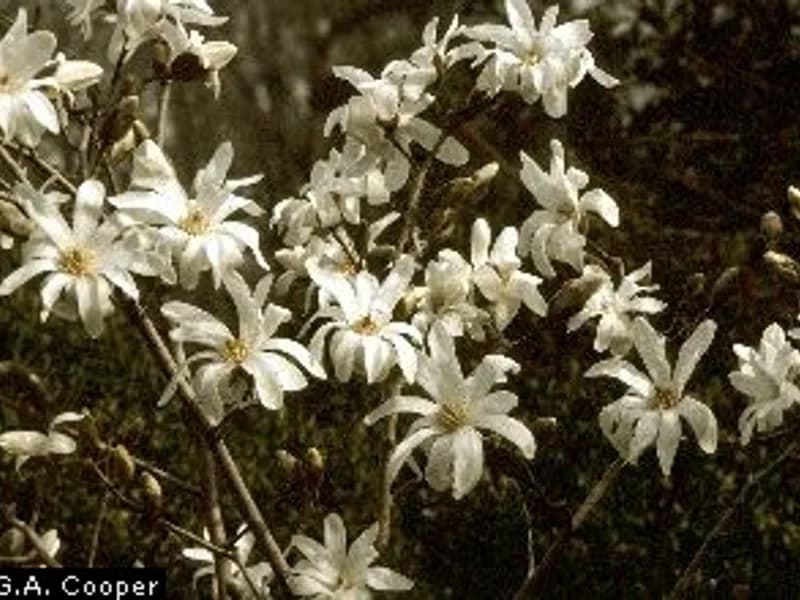 Star Magnolia