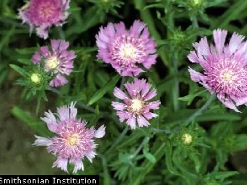 Stokes' Aster