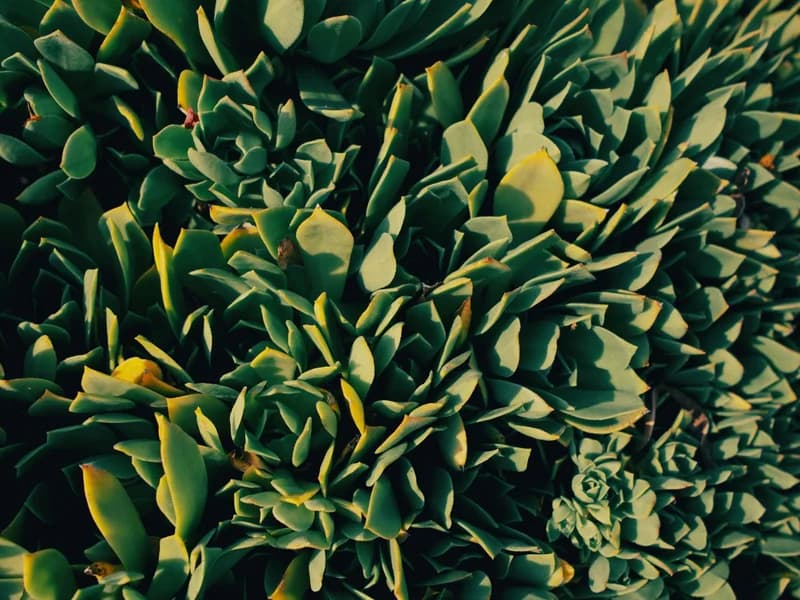 Succulent