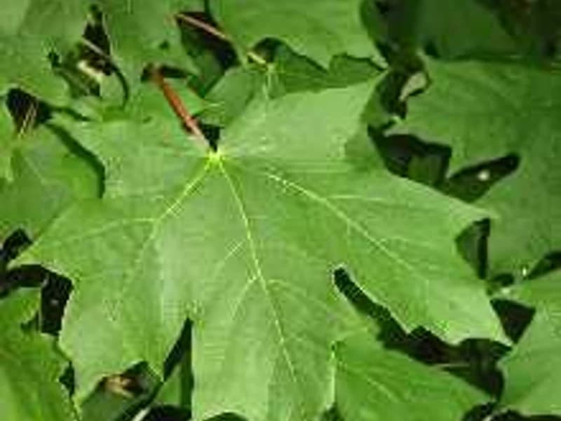 Sugar Maple