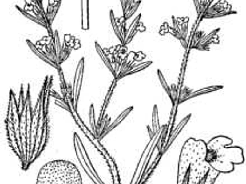 Summer Savory