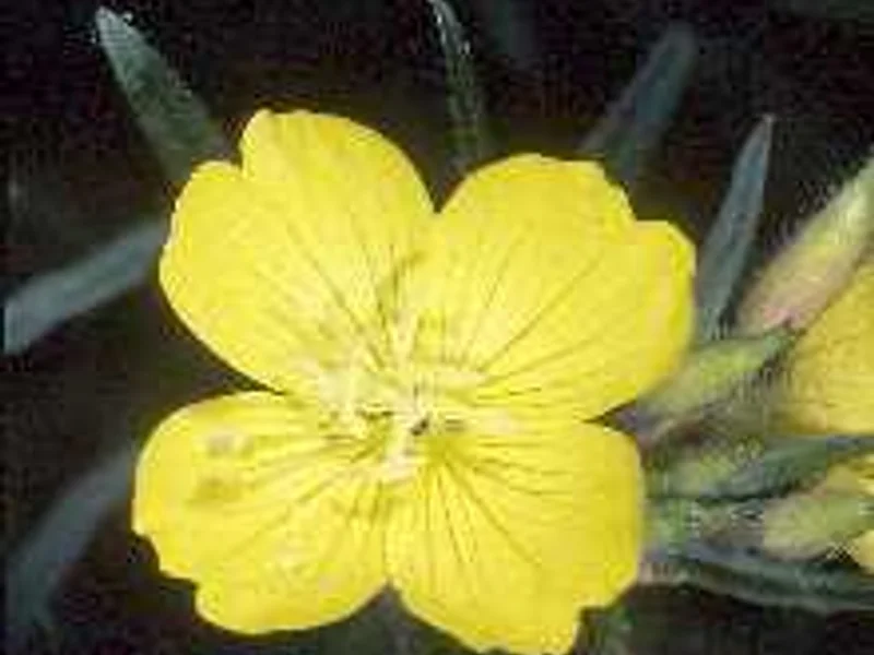Sundrops