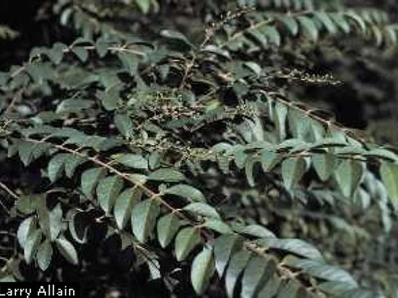 Sunshine Ligustrum