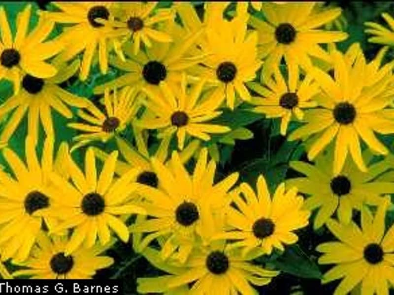 Sweet Coneflower