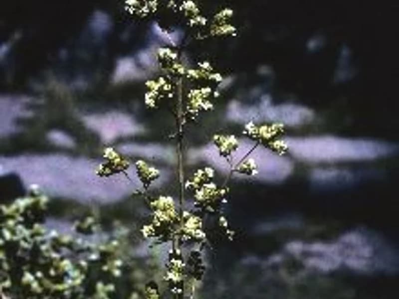 Sweet Marjoram
